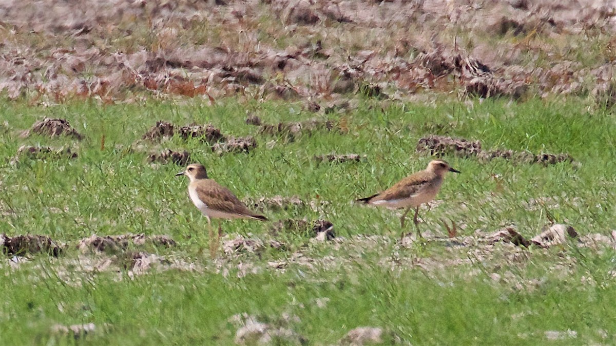 Kınalı Cılıbıt - ML650795643