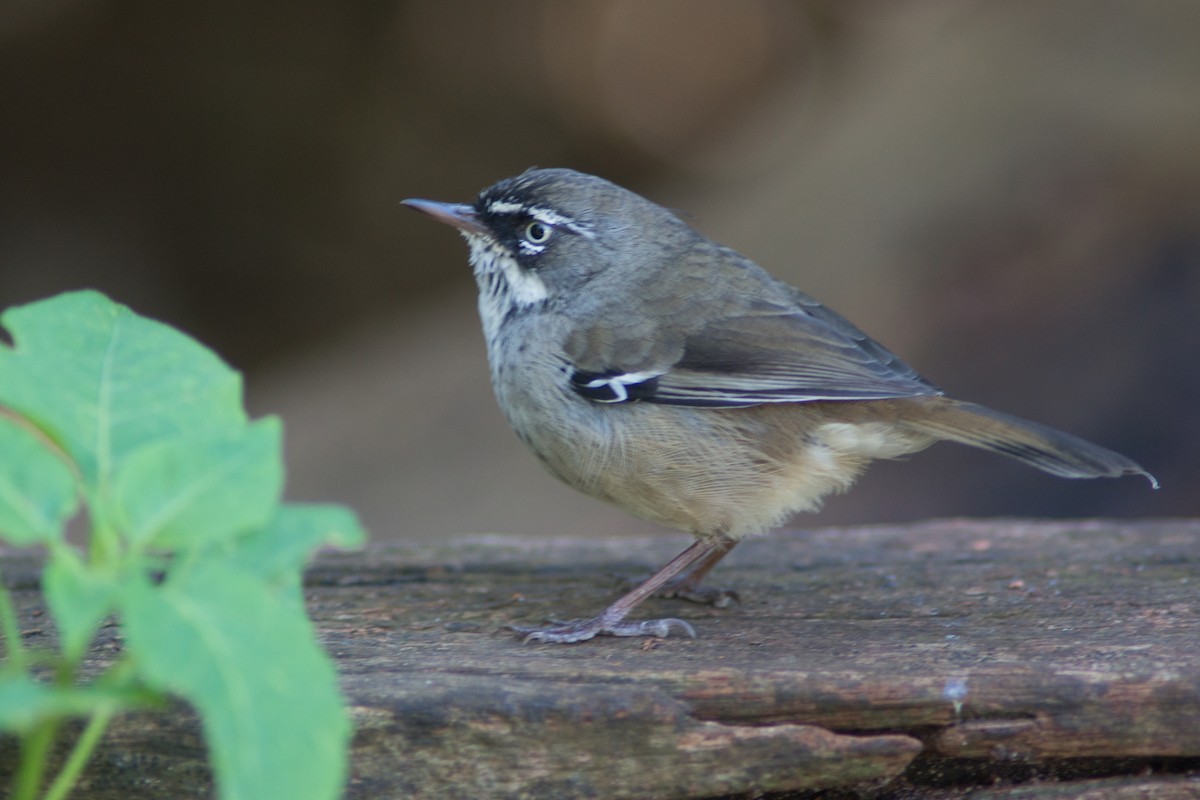 Spotted Scrubwren - ML650795870