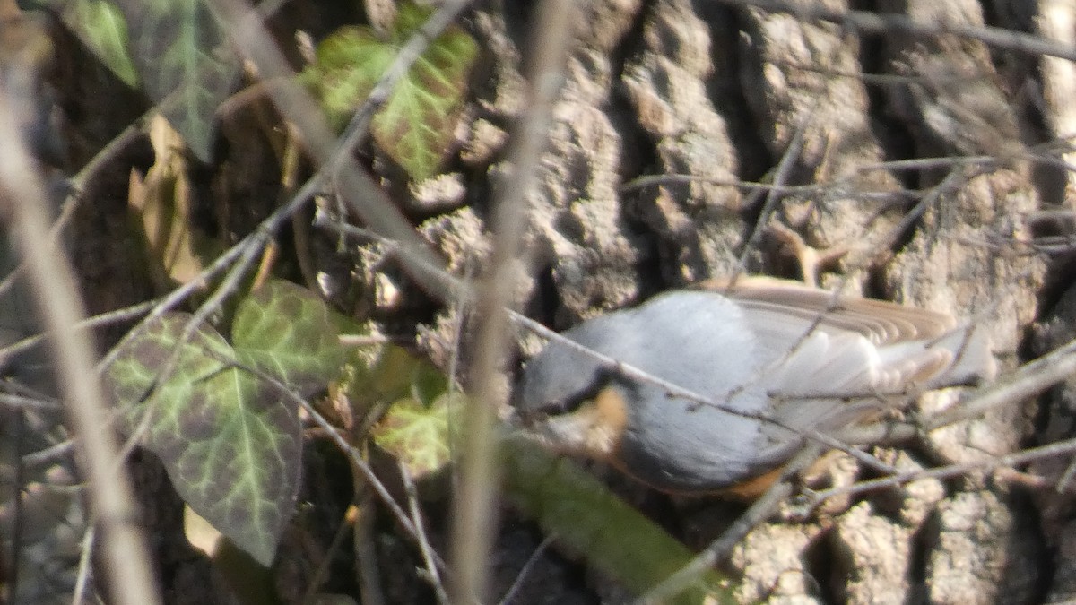 Garrapo eurasiarra - ML650795975