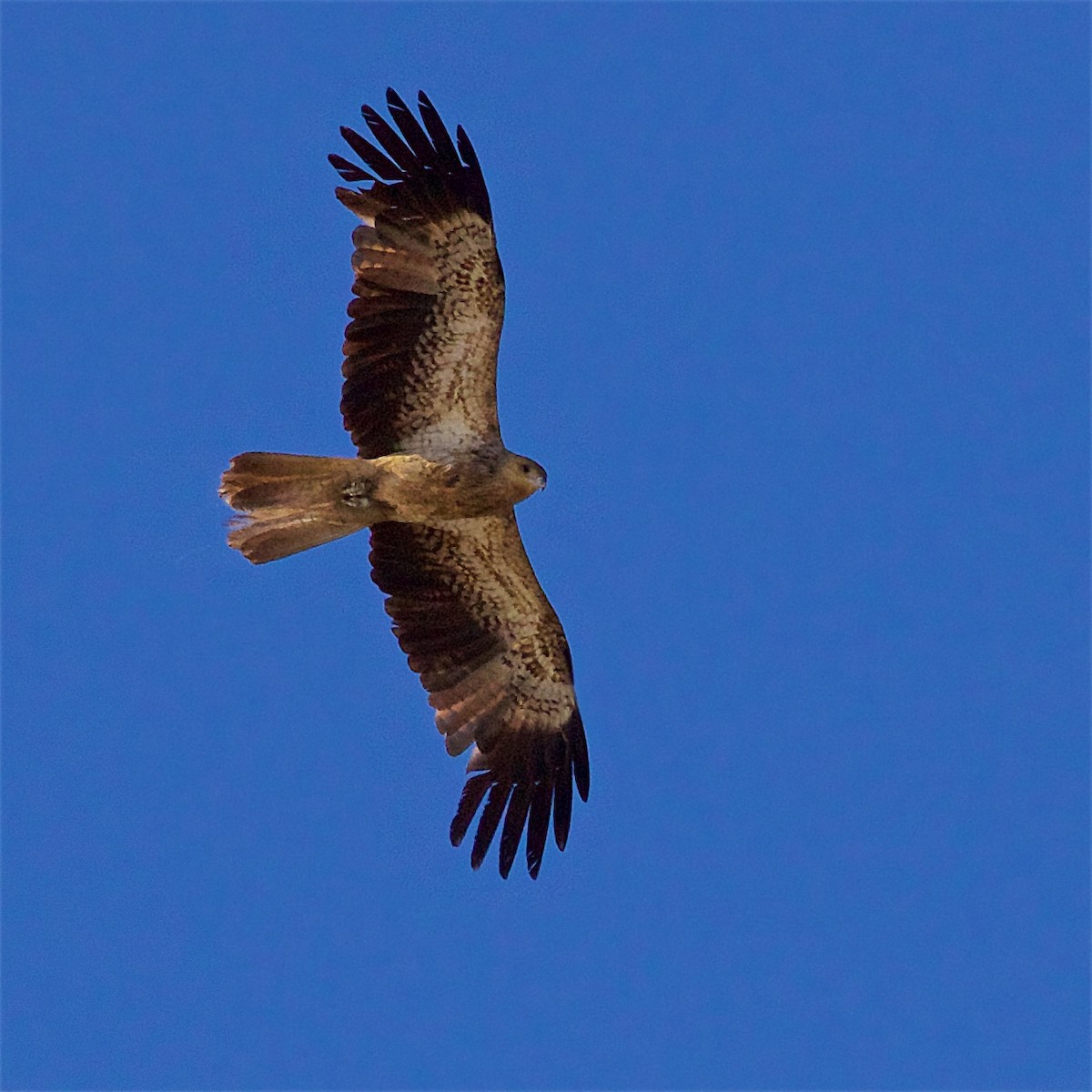 Islıkçı Çaylak - ML650796007