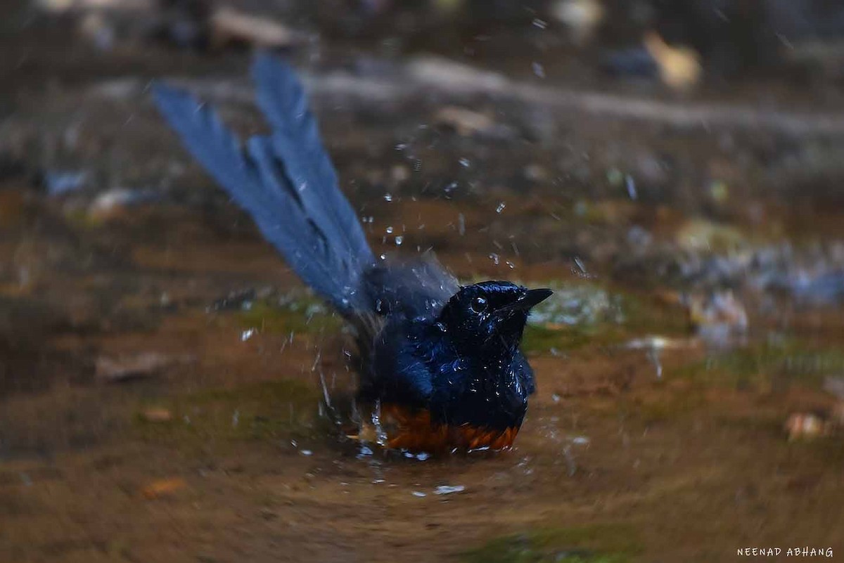 Белопоясничный шама - ML650796009