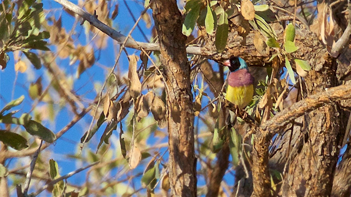 Gökkuşağı İspinozu - ML650796116