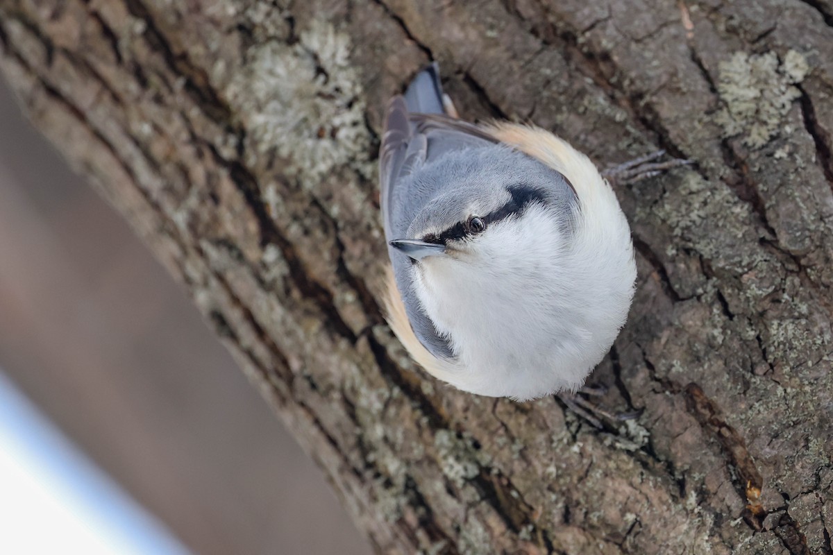 Garrapo eurasiarra - ML650796199