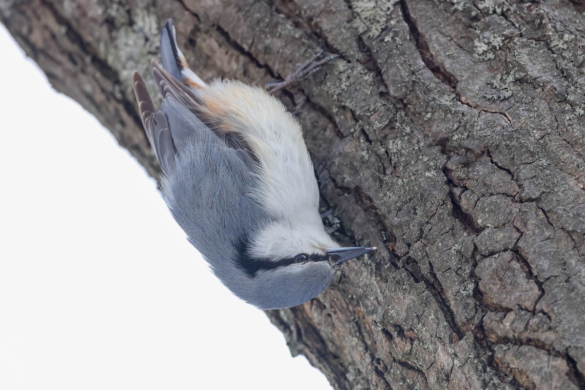 Garrapo eurasiarra - ML650796200