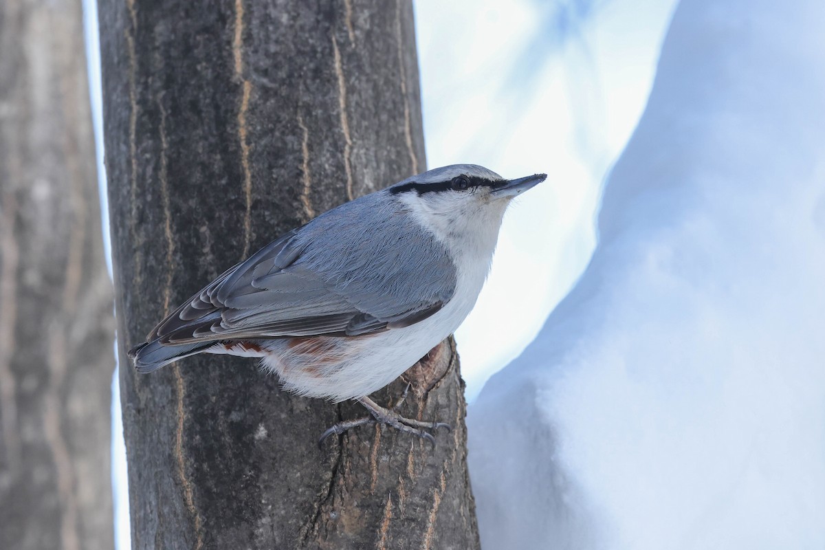 Garrapo eurasiarra - ML650796206