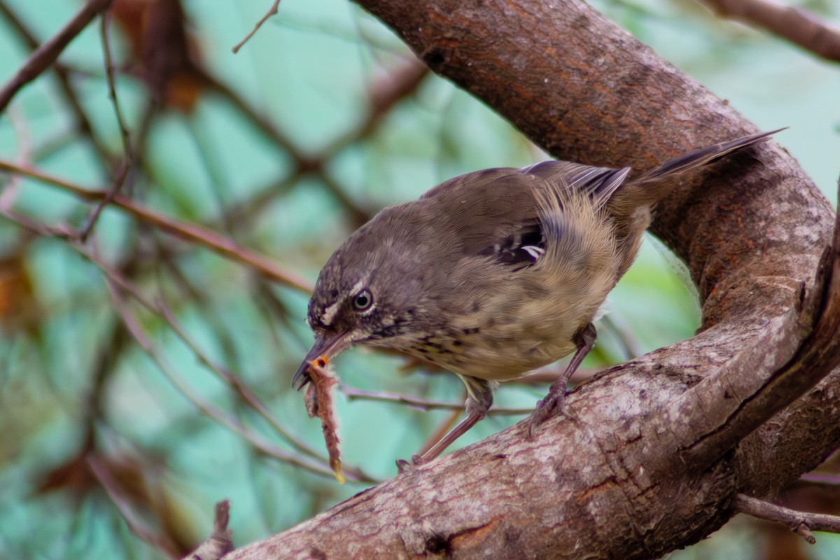 Spotted Scrubwren - ML650796238