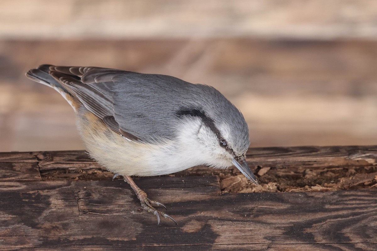 Garrapo eurasiarra - ML650796297