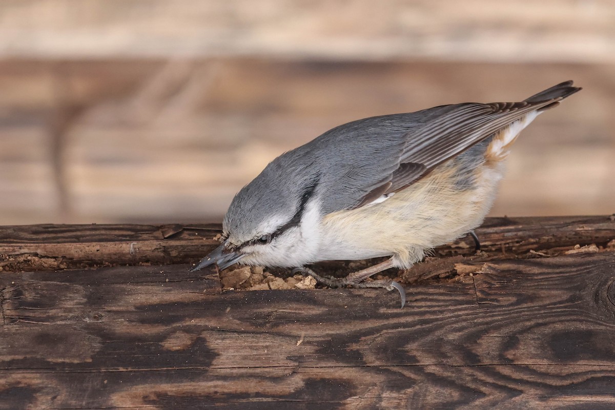 Garrapo eurasiarra - ML650796298