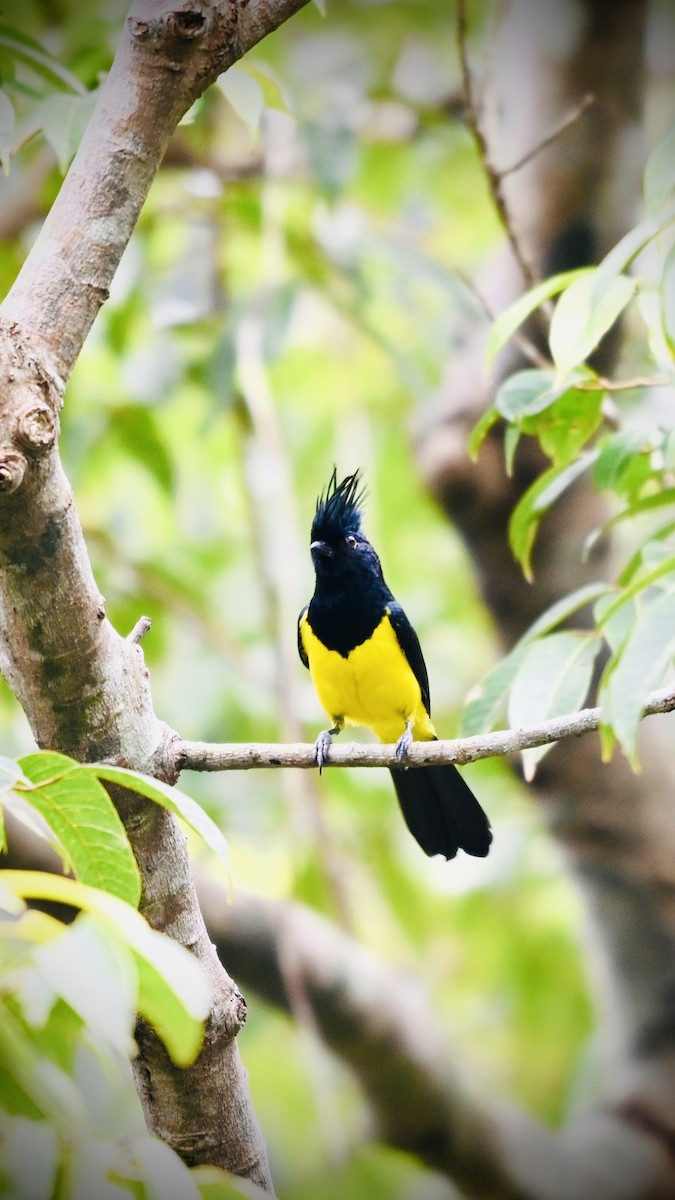 Sultan Tit - ML650796405