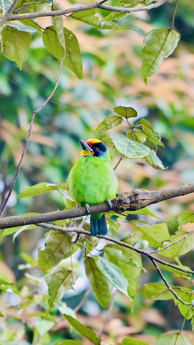 Necklaced Barbet - ML650796419
