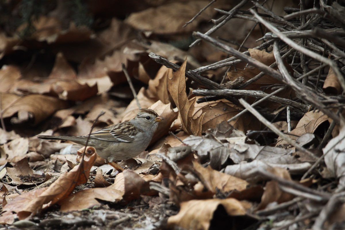 White-crowned Sparrow - ML650796481