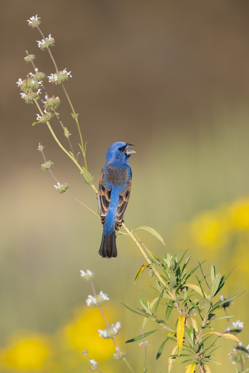 Blue Grosbeak - ML650796511