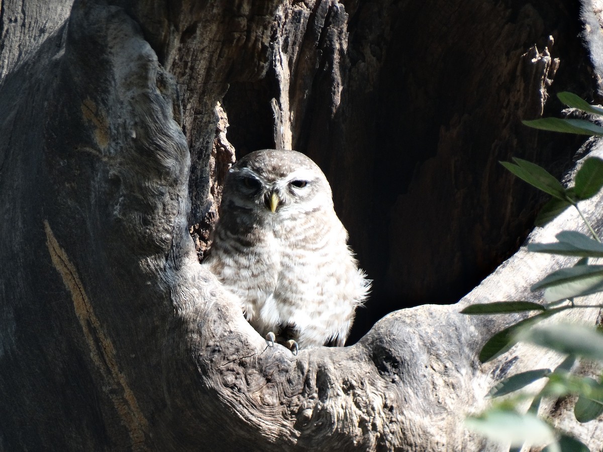 Spotted Owlet - ML650796813