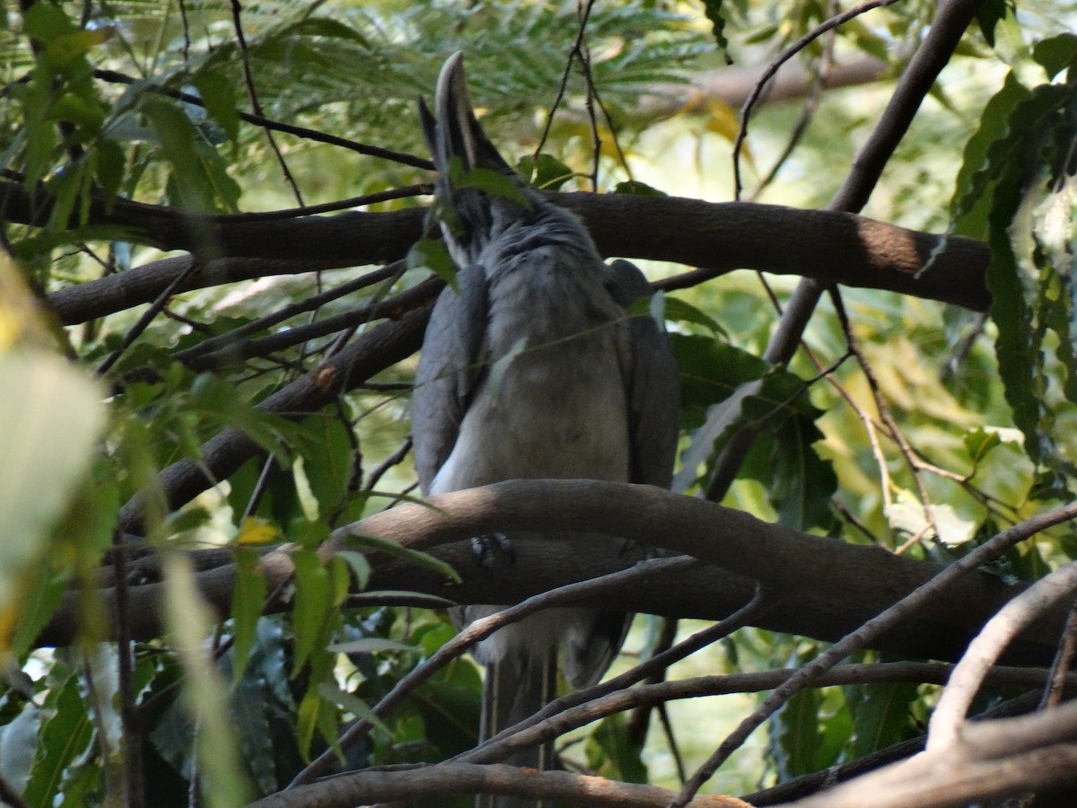 Indian Gray Hornbill - ML650796829