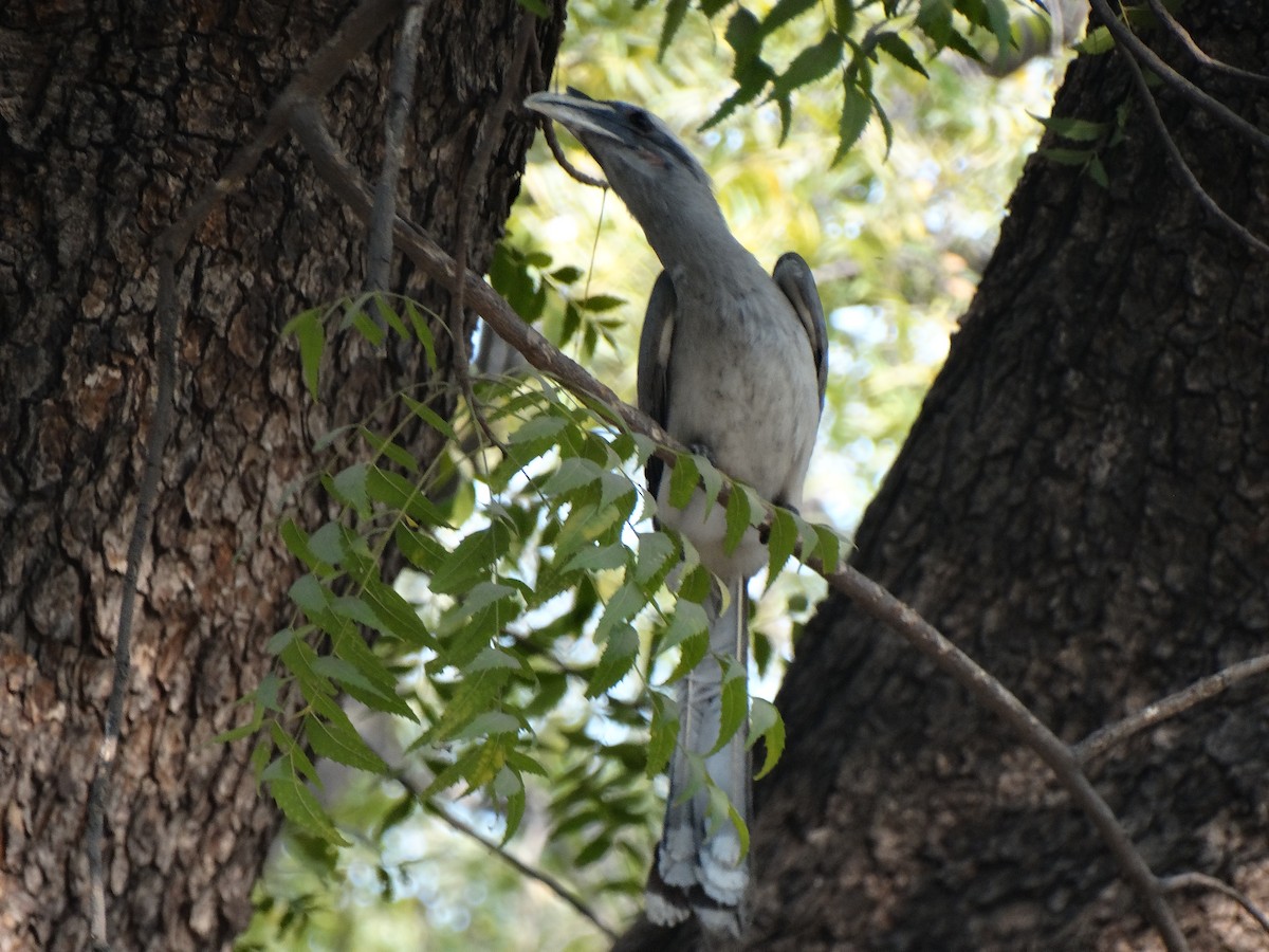 Indian Gray Hornbill - ML650796830