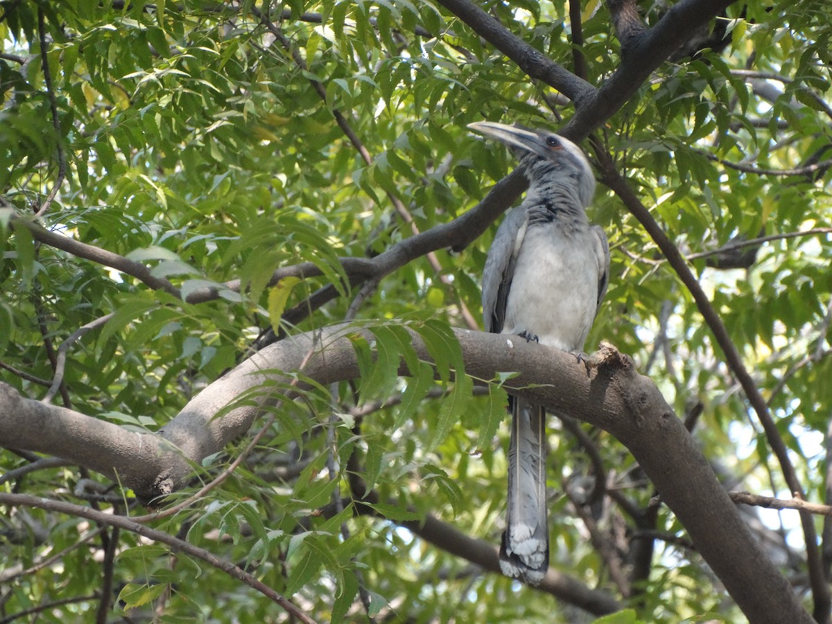 Indian Gray Hornbill - ML650796831