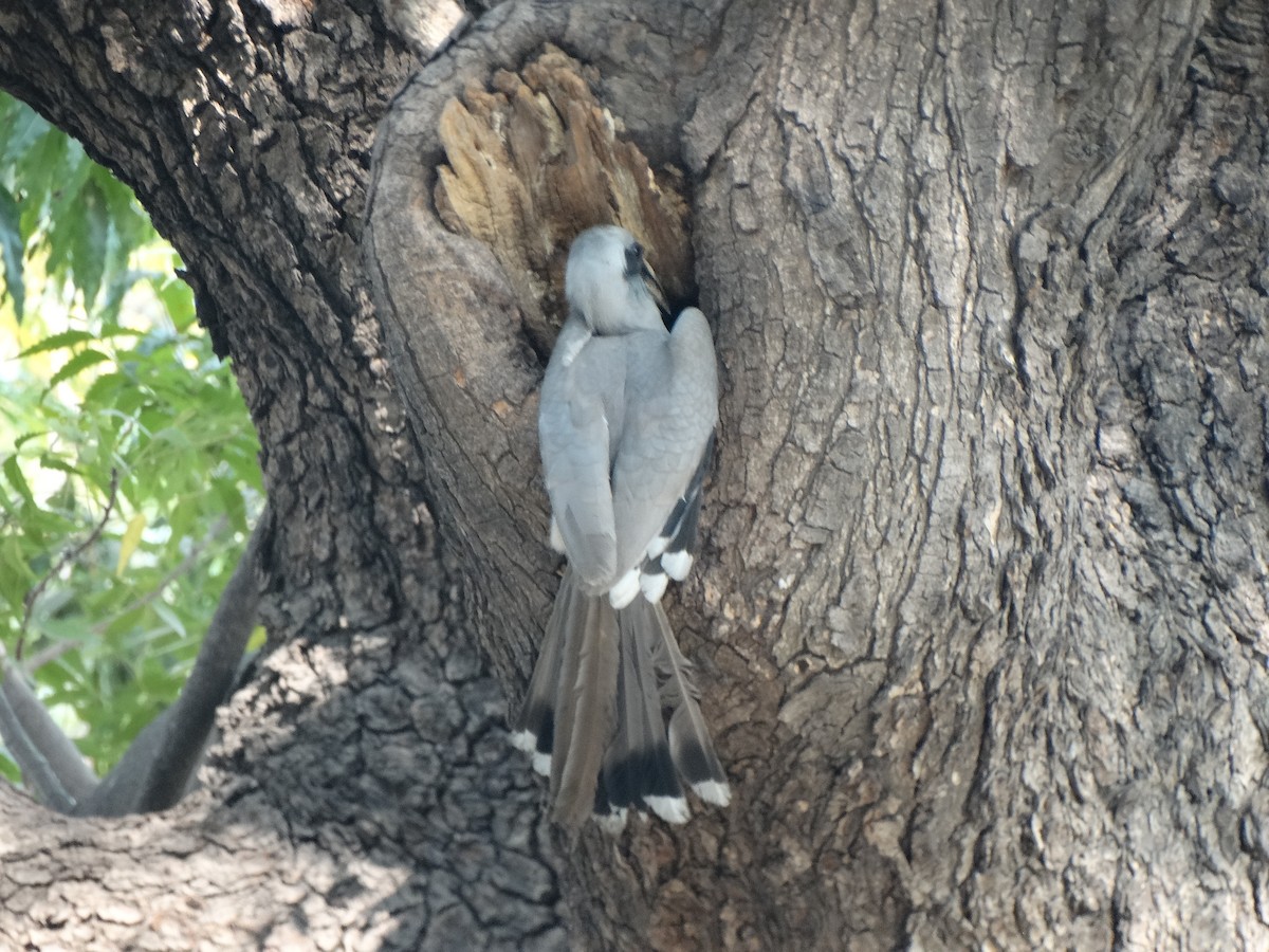 Indian Gray Hornbill - ML650796832