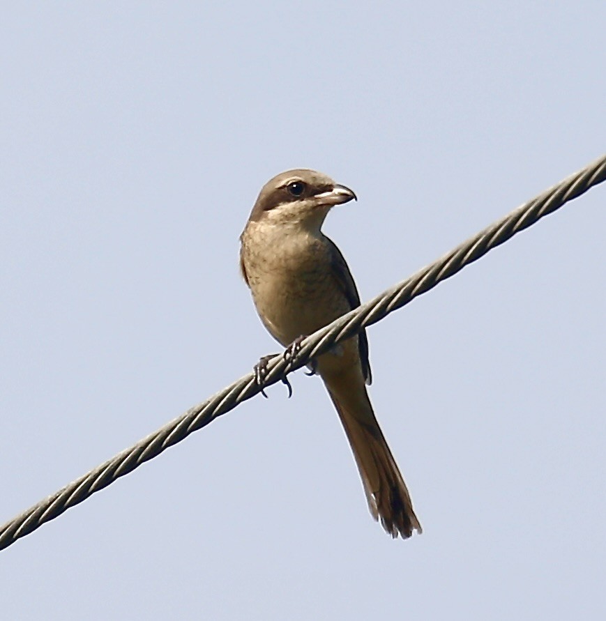 Brown Shrike - ML650796836