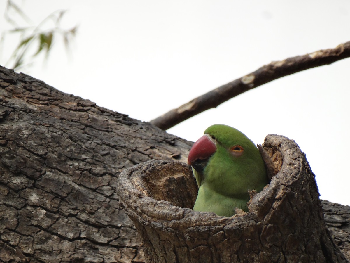 Rose-ringed Parakeet - ML650797352