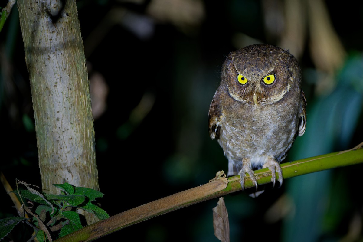 Dağ İshakkuşu - ML650797364