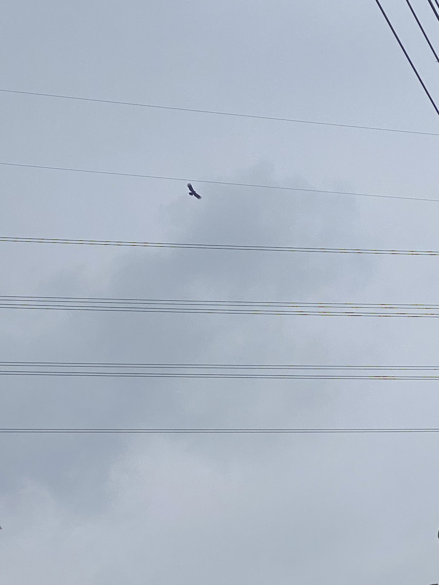 Black Eagle - ML650797375