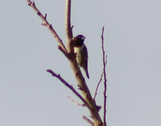 Bronze Mannikin - ML650797437