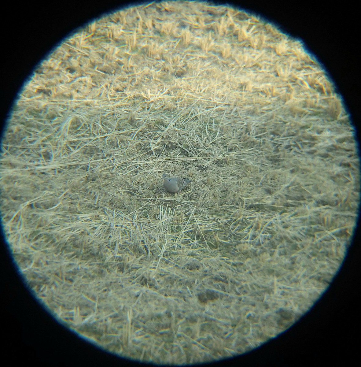 mongolturteldue - ML650797463