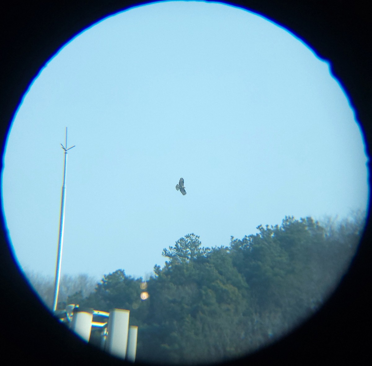 amurvåk - ML650797464