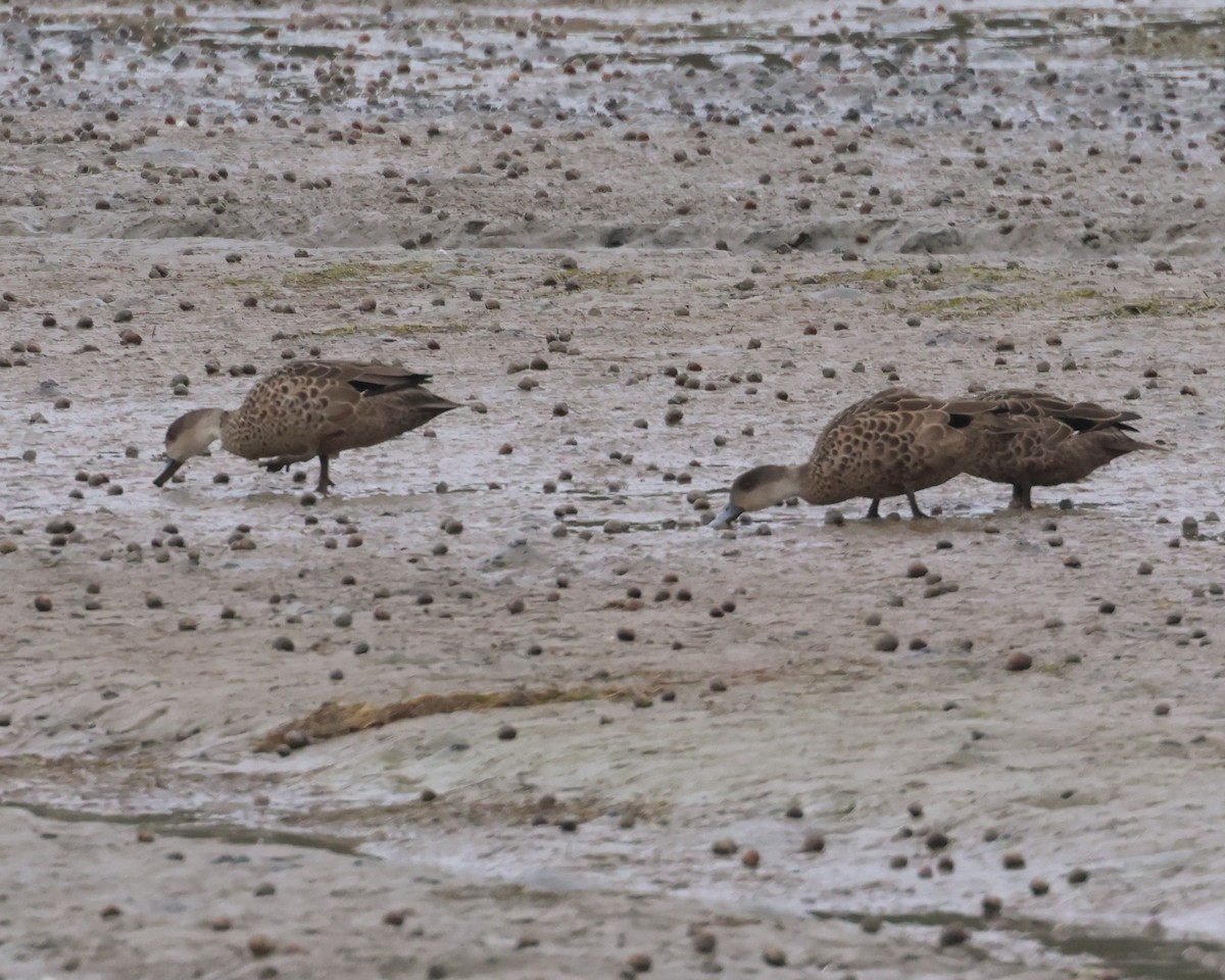 Gray Teal - ML650797518