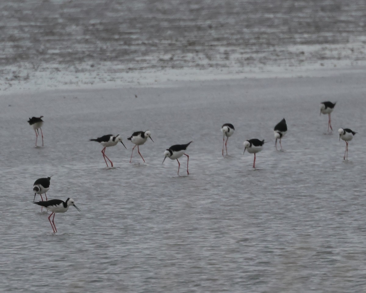 Pied Stilt - ML650797524