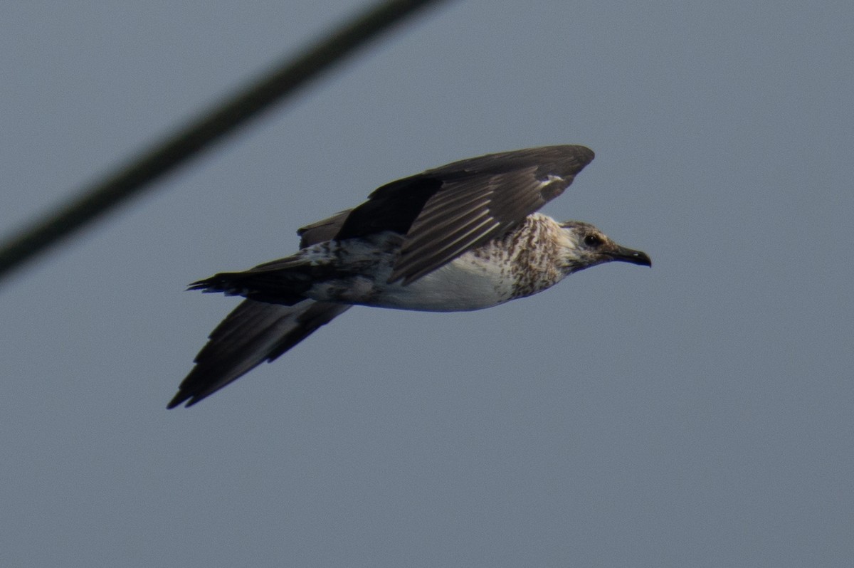 Págalo Pomarino - ML650797658