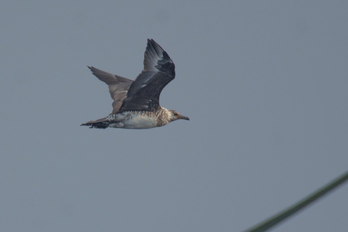 Págalo Pomarino - ML650797659