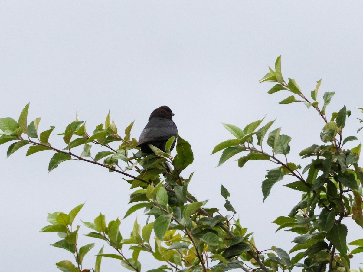 Brown-headed Cowbird - ML650797741