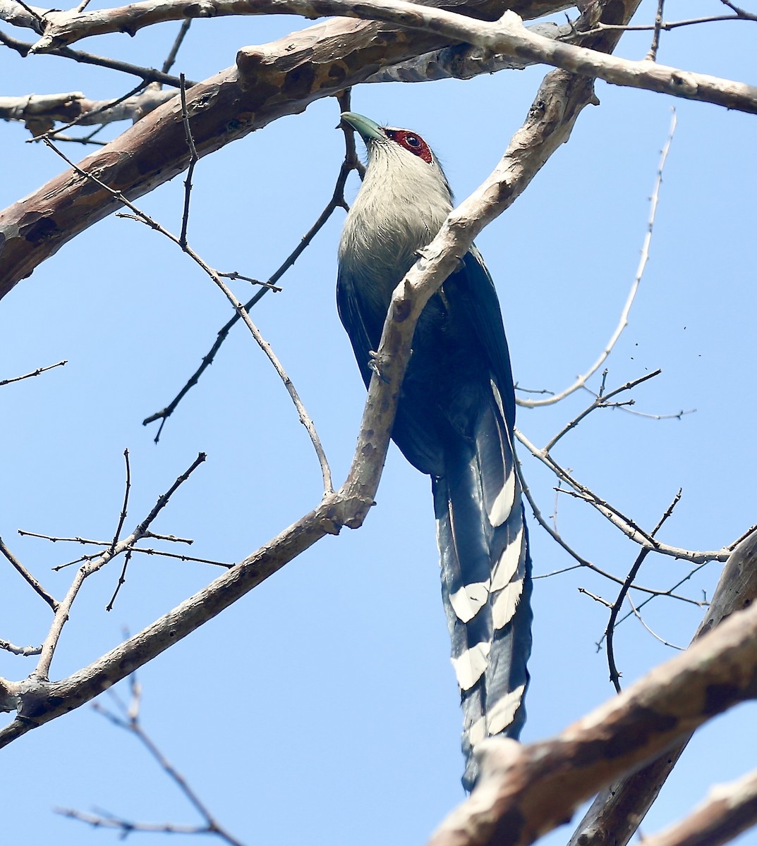 Green-billed Malkoha - ML650797777