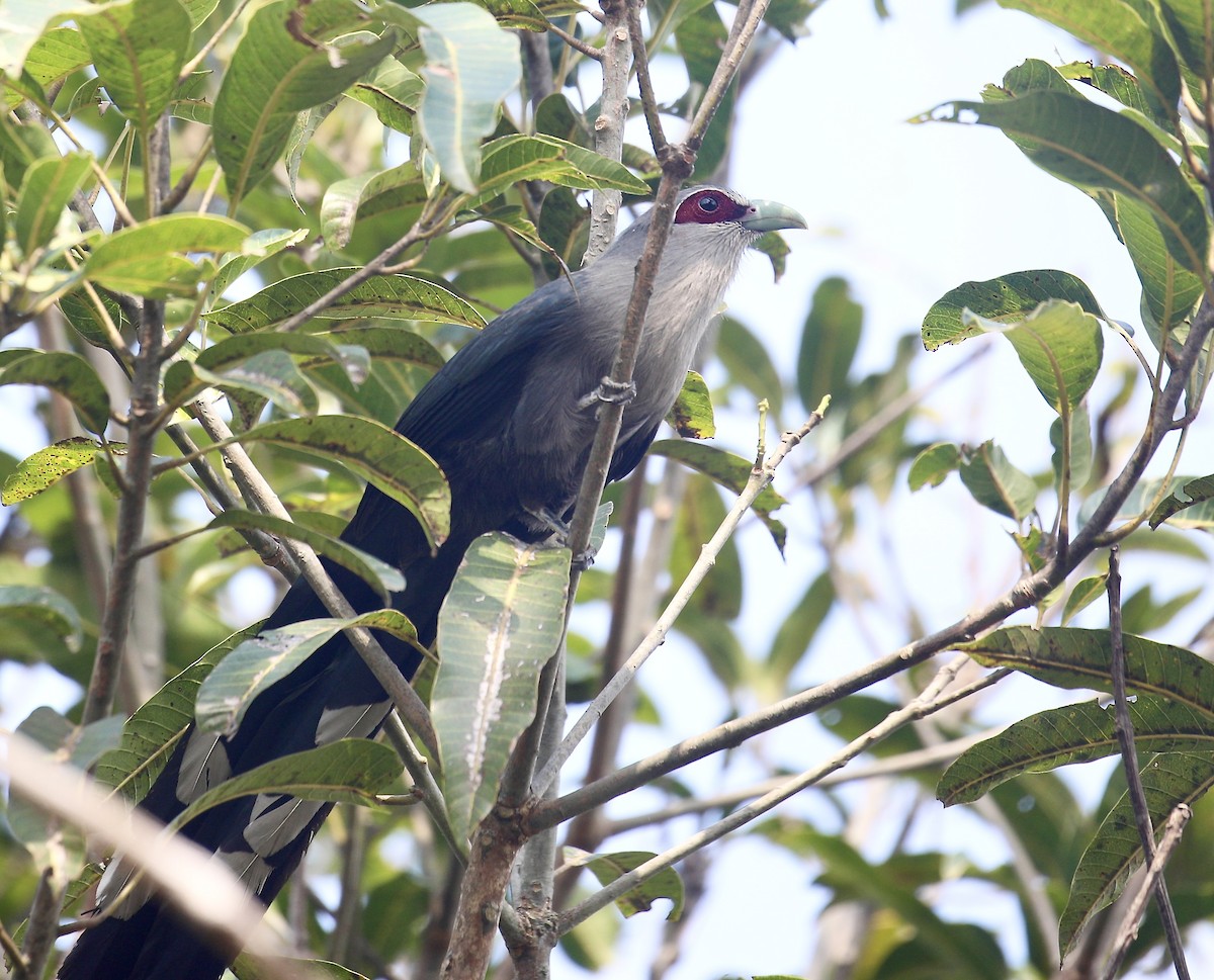 Green-billed Malkoha - ML650797778