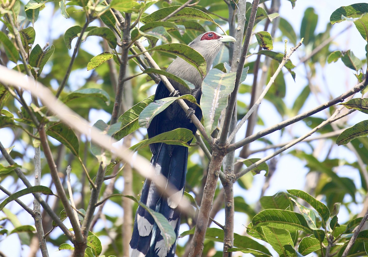 Green-billed Malkoha - ML650797779