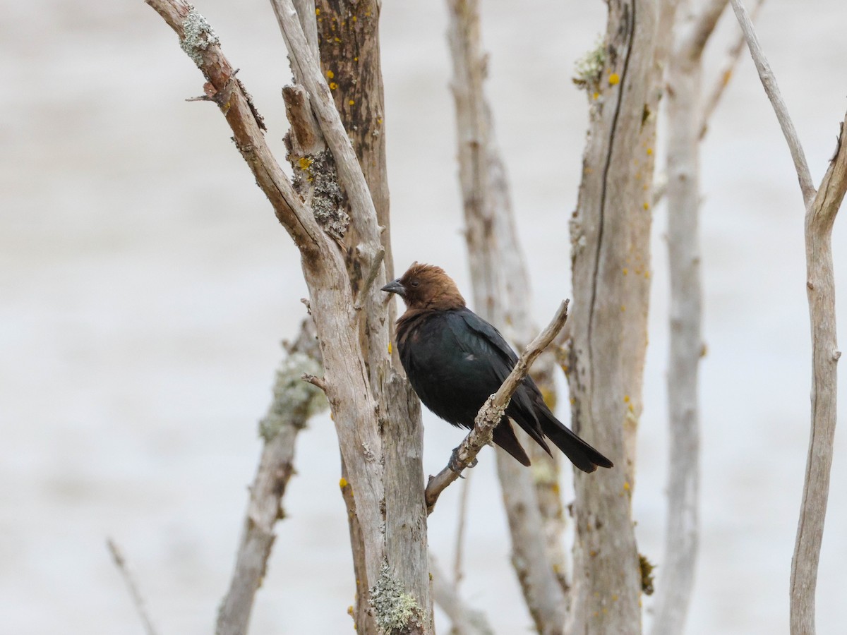 Brown-headed Cowbird - ML650797784
