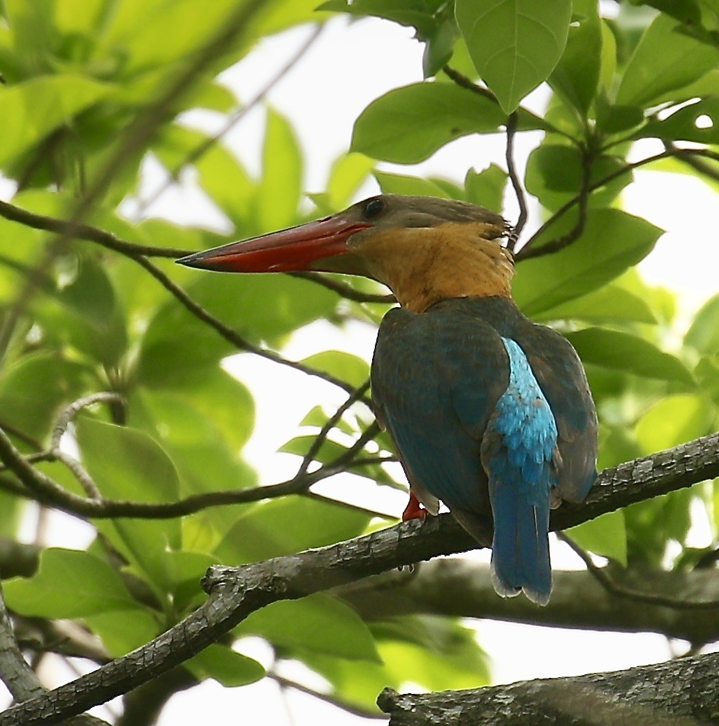 Stork-billed Kingfisher - ML650797786