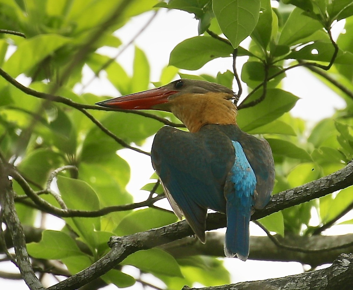Stork-billed Kingfisher - ML650797787