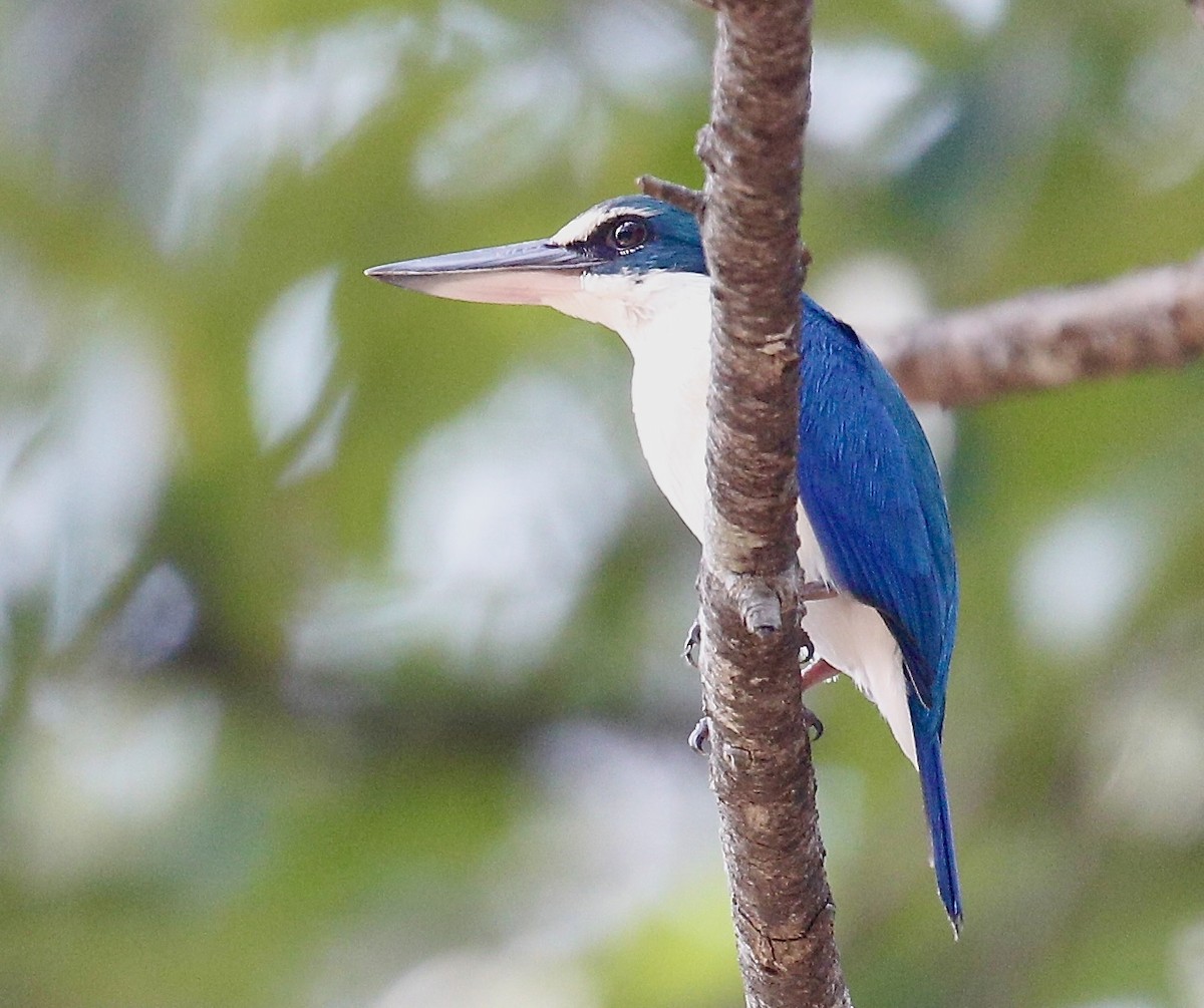 Collared Kingfisher - ML650797790