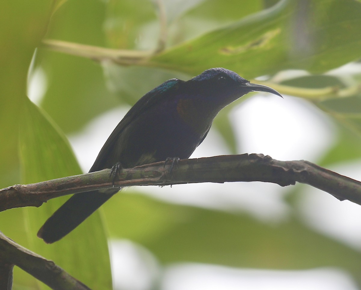 Copper-throated Sunbird - ML650797797