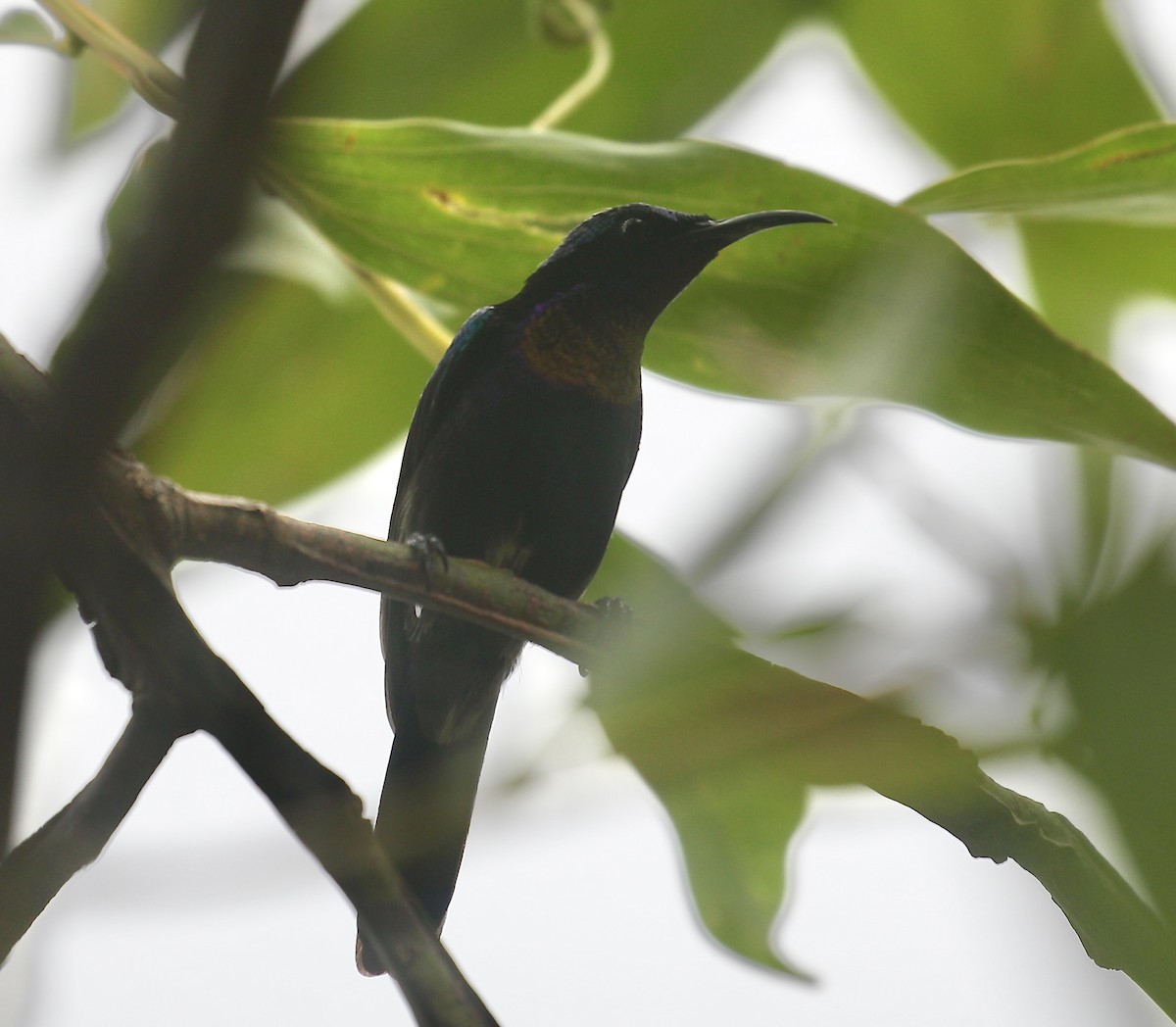 Copper-throated Sunbird - ML650797798