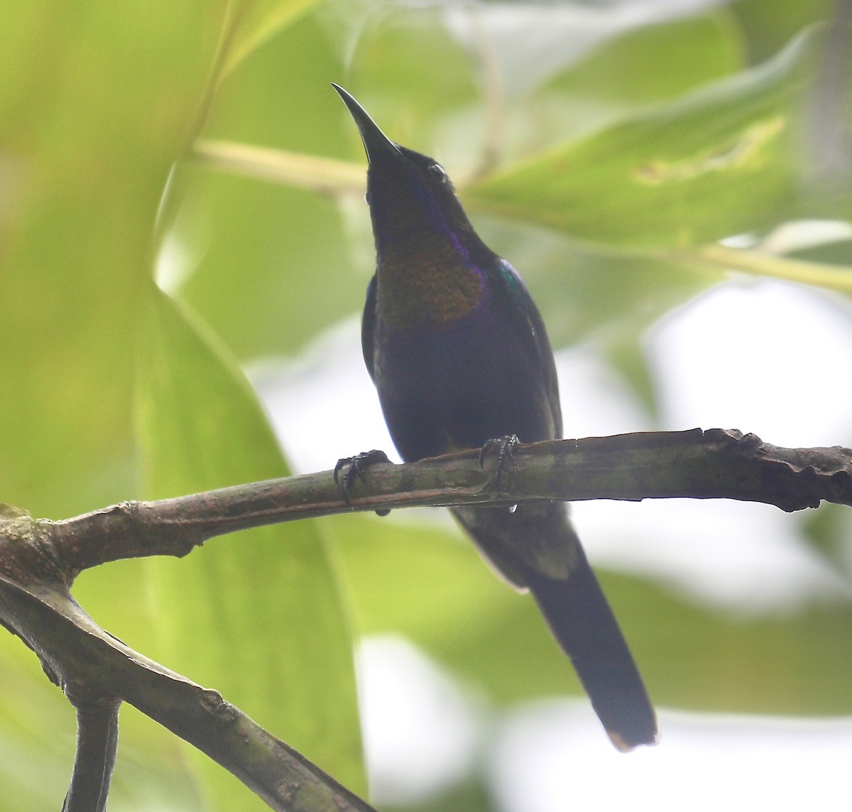 Copper-throated Sunbird - ML650797799