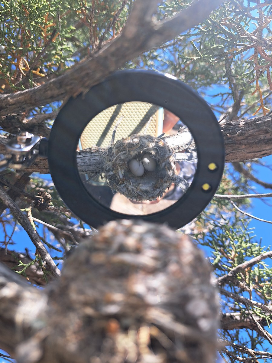 eBird Checklist - 10 Jun 2025 - Green--TP07 - 12 species