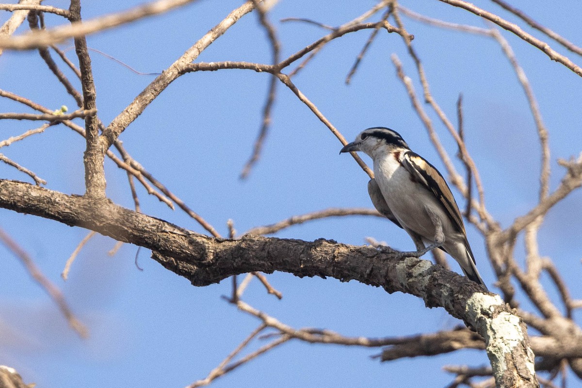 Brubru - ML650798075