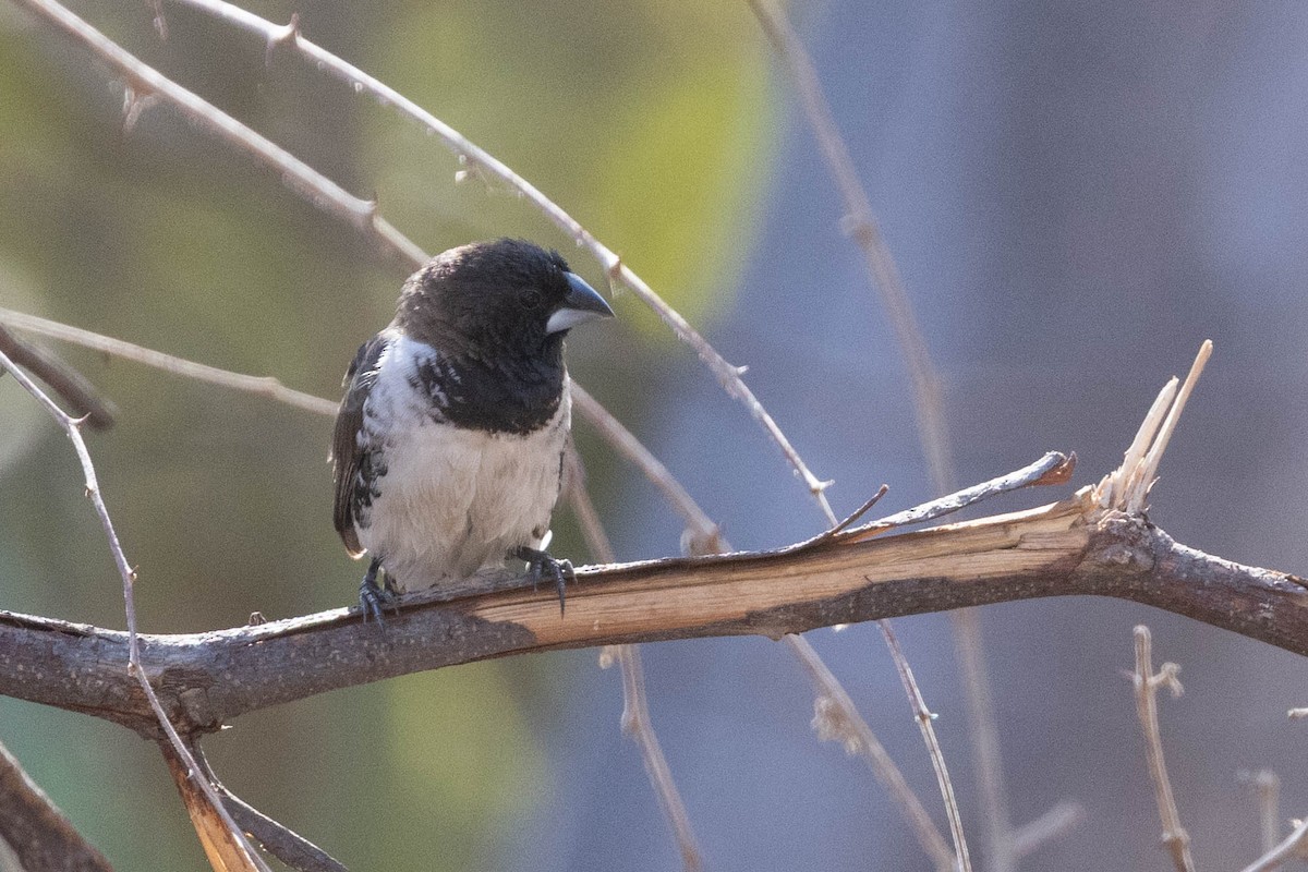 Bronze Mannikin - ML650798490