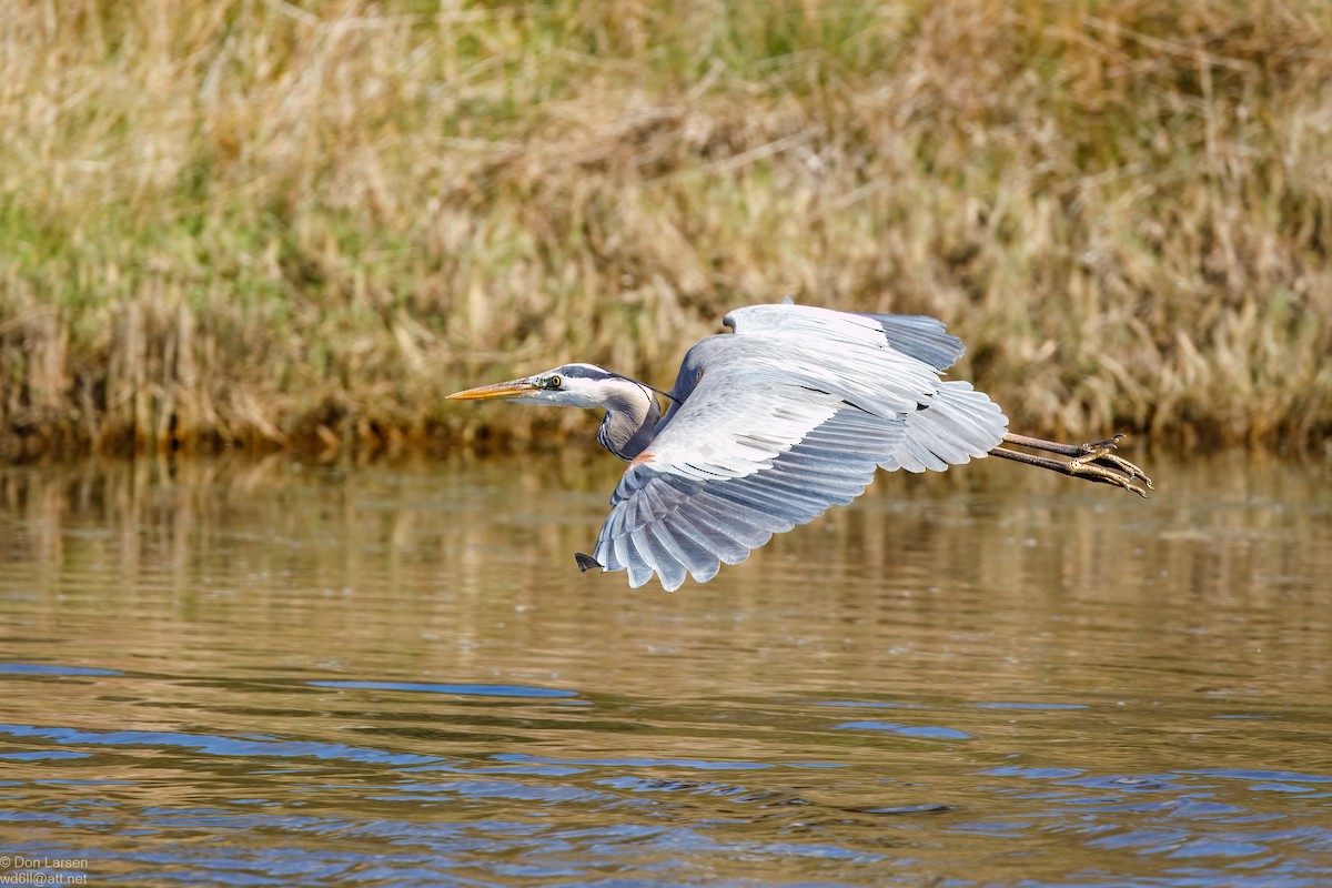 eBird Checklist - 12 Feb 2026 - Point Reyes National Seashore ...