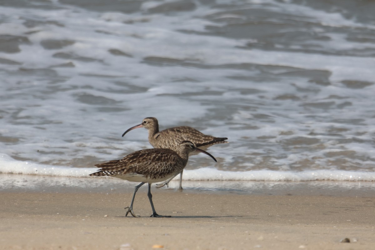 Zarapito Trinador Euroasiático - ML650798854