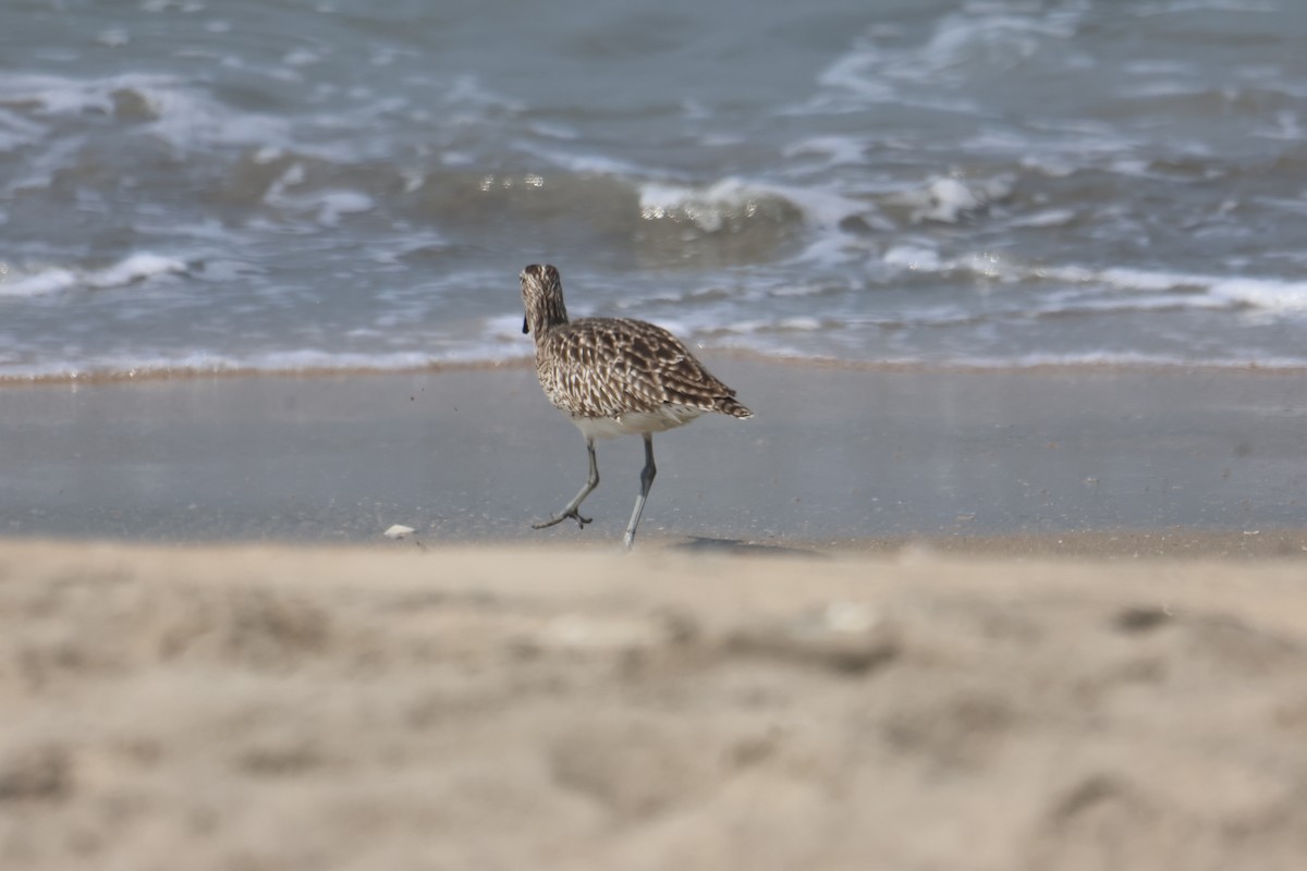 Zarapito Trinador Euroasiático - ML650798855