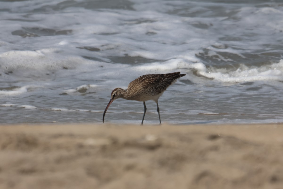 Zarapito Trinador Euroasiático - ML650798856